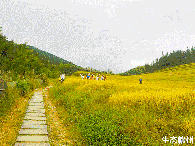 【漫步在乡间的小路】文/金粉玉蝶 诵/金山【采菊文苑·美文美诵】总