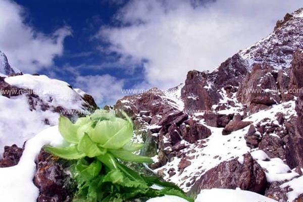 《天山雪莲花的传说》_《山海经/收集整理/陈才