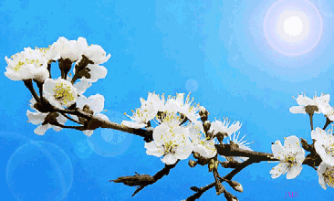 九 梅花入画篇, 冷艳暗香妍. 白雪梅花屋, 萧歌伴涧泉. 十 瀚墨梅