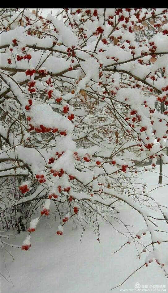 风爽而不冷,雪凉而不烦.