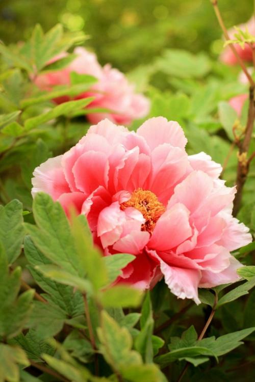 东方《品语亭》诗社|那是一朵牡丹花 —— 感恩节有感