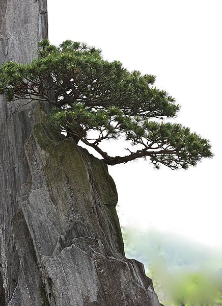 文/知无涯 虬龙髯翠郁苍苍 立山冈,畔岩彰.