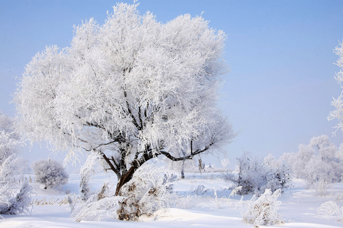 雾凇赞 文/何友会(外一首)