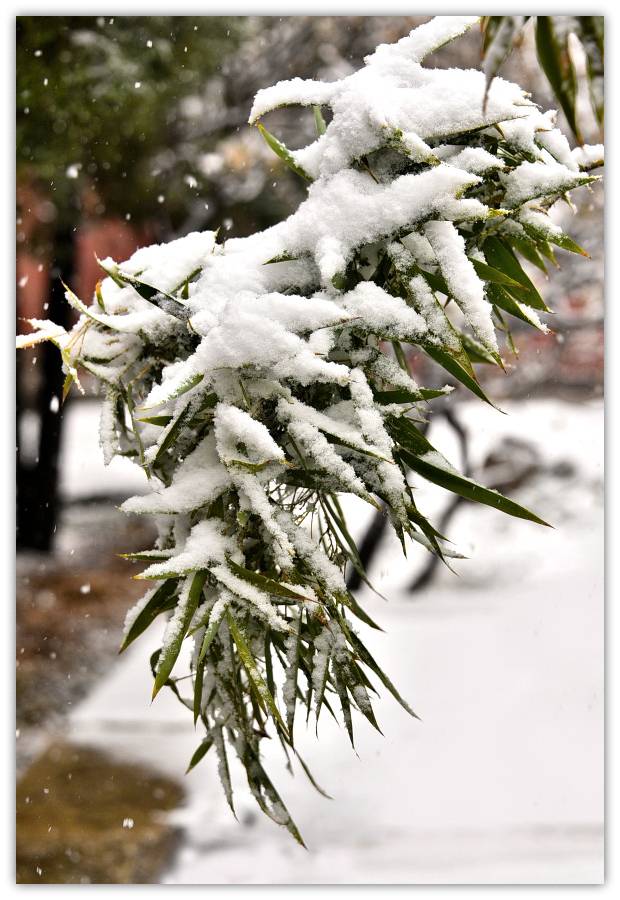 雪竹(外三首 文/东篱