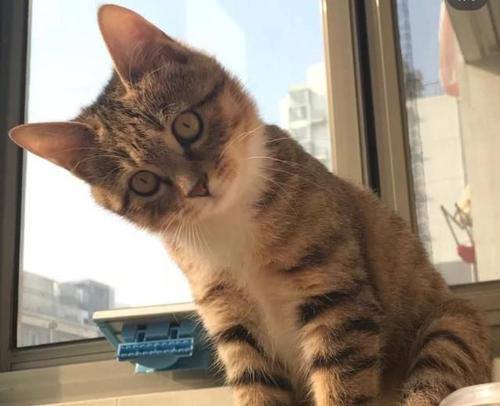 猫咪.jpg
