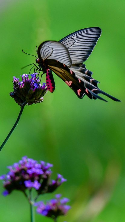 u_1075739660_1933286126&fm_193&app_53&size_w414&n_0&g_0n&f_.