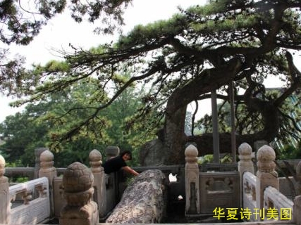 1586438709129031229.jpg 古松.jpg