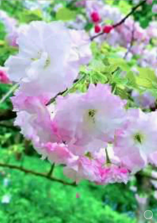 超级截屏_20200411_182708.