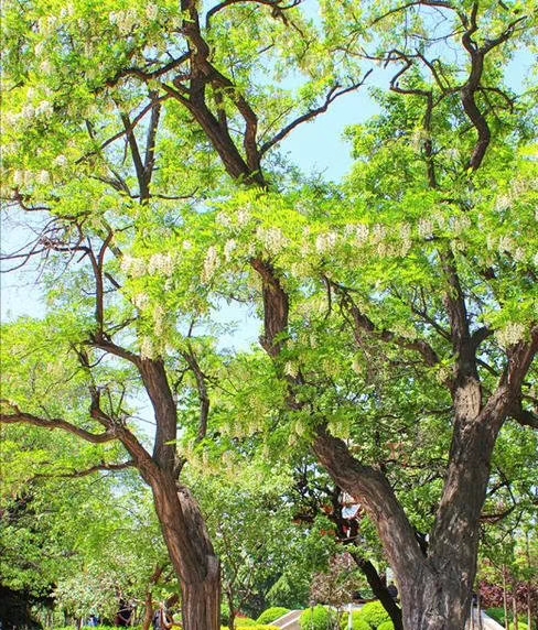 mmexport1587160572168.