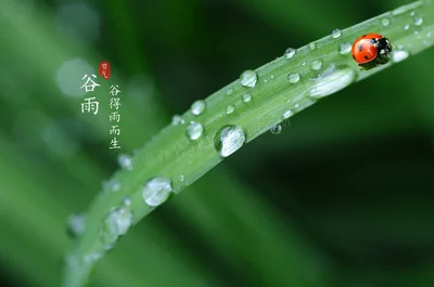 谷雨寄情