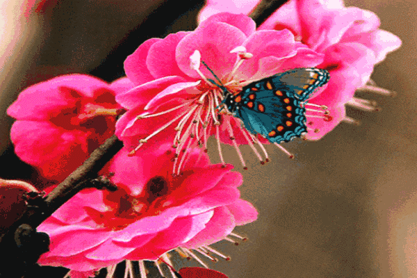 1587442450763049661.gif mmexport1586235274811.gif