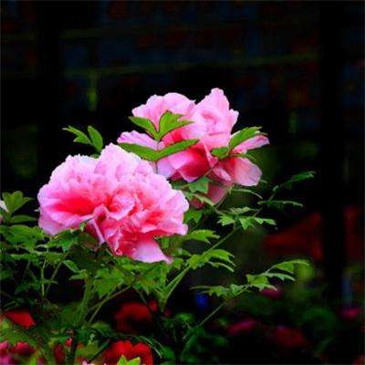 timg_image&quality=80&size=b9999_10000&sec=1587453973657&di=ac7d308278a310185c28c6b3474cbfc3&imgtype=0&src=http%3A%2F%2Fimg3.