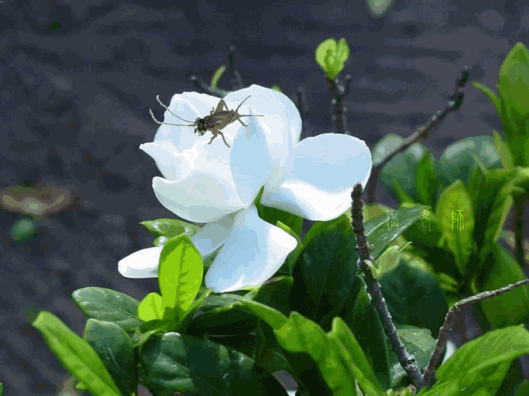 散文-故乡的栀子花