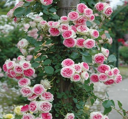 u_3509612205_1334974323&fm_193&app_53&size_w414&n_0&g_0n&f_.
