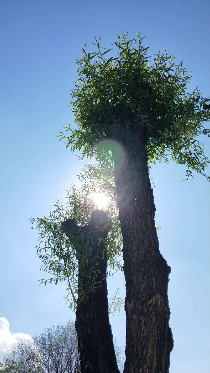 阳光下的参天大树图片图片