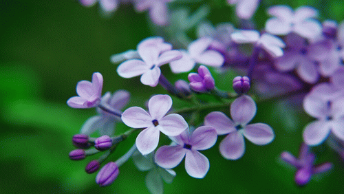 丁香花的花蕊是什么样子(丁香花的花蕾是什么样子的)