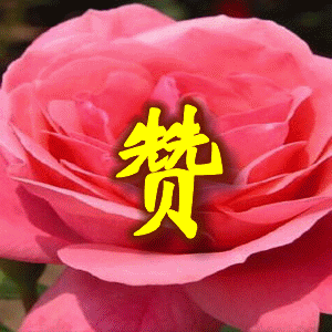timg-3244.