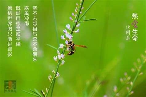 热爱生命 作者:汪国真 朗诵:小桥流水 音频制作:酷音&飘然(图5)