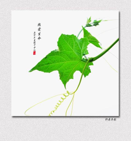 热爱生命 作者:汪国真 朗诵:小桥流水 音频制作:酷音&飘然(图6)