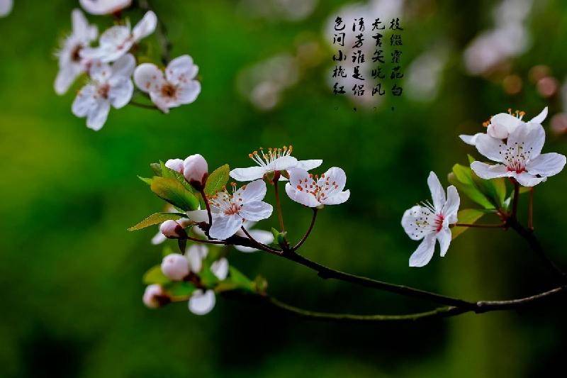 蘆葦唯美千鍾醉《願君心兒醉》薦賞