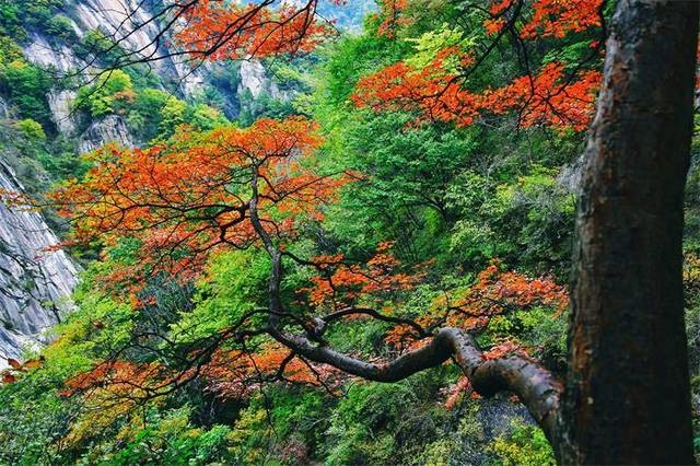 【枫雅汇看图约诗】第155期(伏牛秋醉 多彩尧山)(图7)