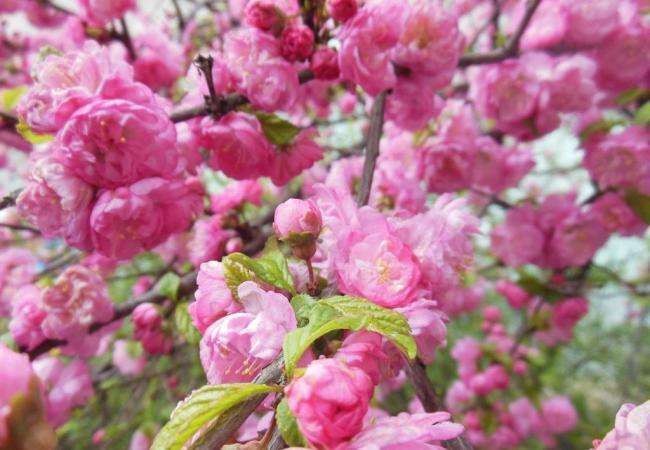 【潇湘文学社】今日同题《梅》（图17）