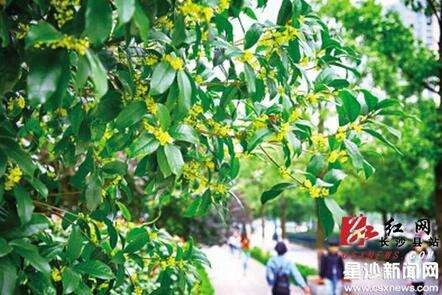 【枫雅汇看图约诗】第159期同题《九九重阳桂花香》(图8)