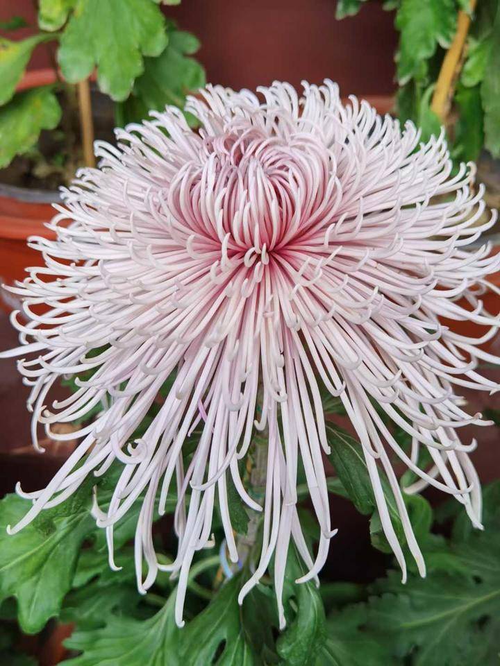 《秋蕊香霜降》