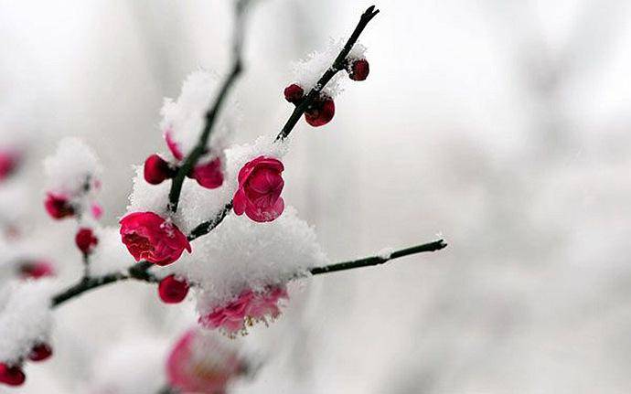 文Ⅱ王金廷 玉雪飄舞漫天揚,雪吻梅花纕淺妝.