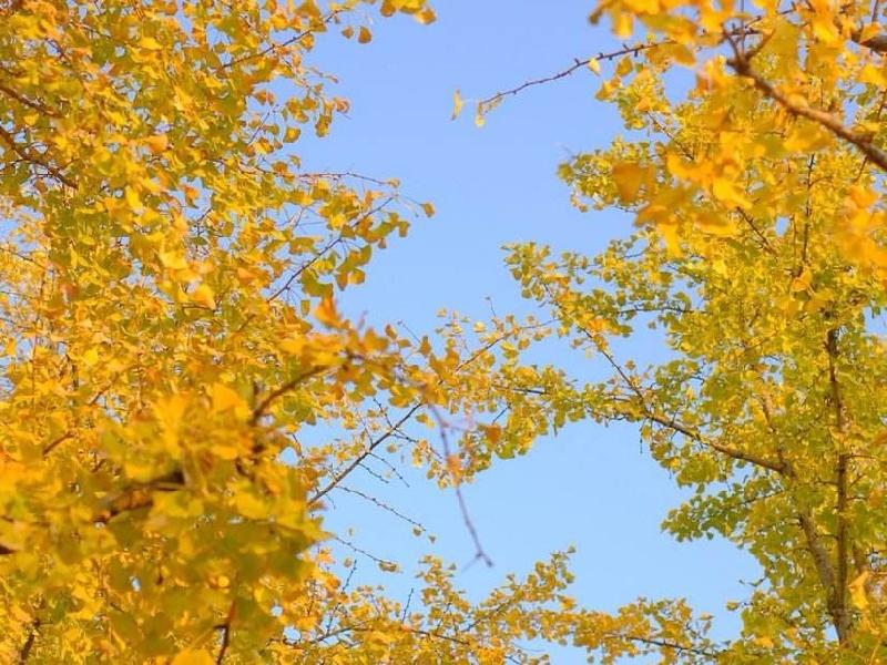 【潇湘文学社】今日同题《银杏》（图5）