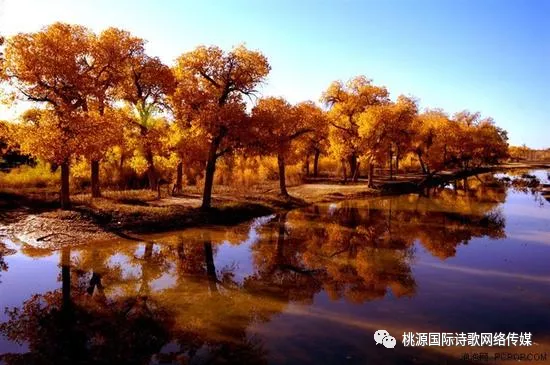 诗词一组/作者:桃源国际诗歌董事长中年听雨(金牌主播:长弓雅士)[桃源国际诗歌文化传媒集团]（图4）