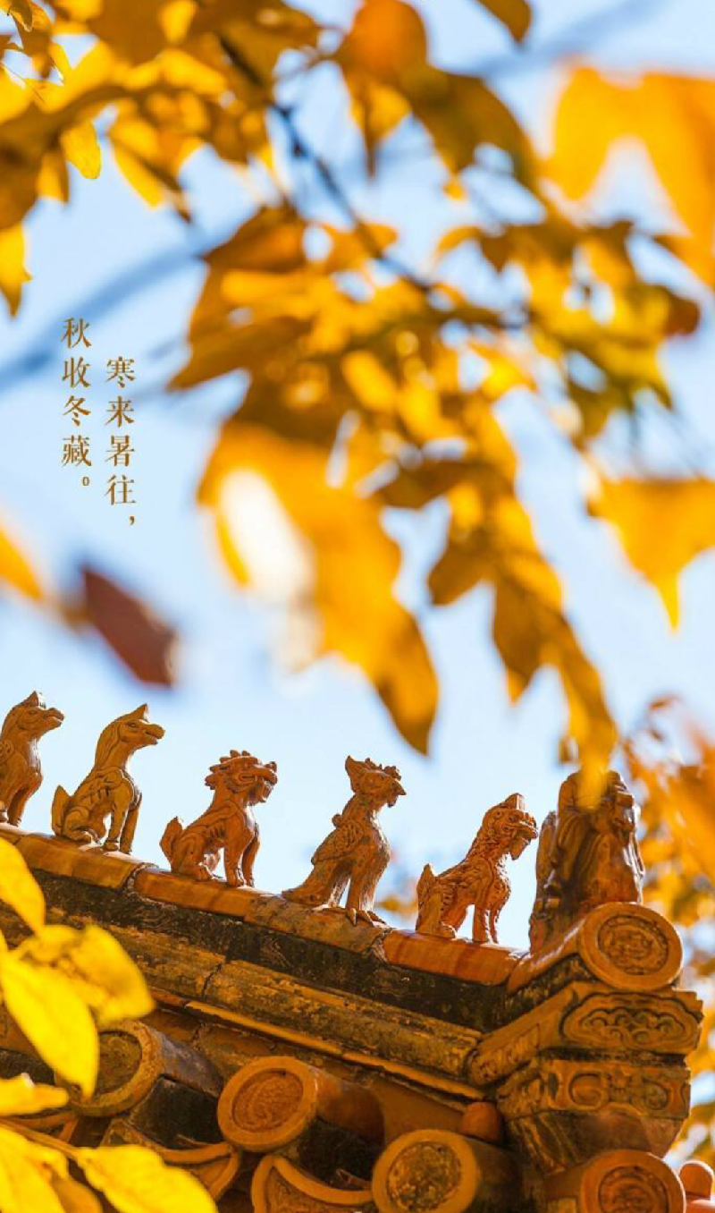 七绝‖晚秋-京津沪头条 文/冰凌(图2)