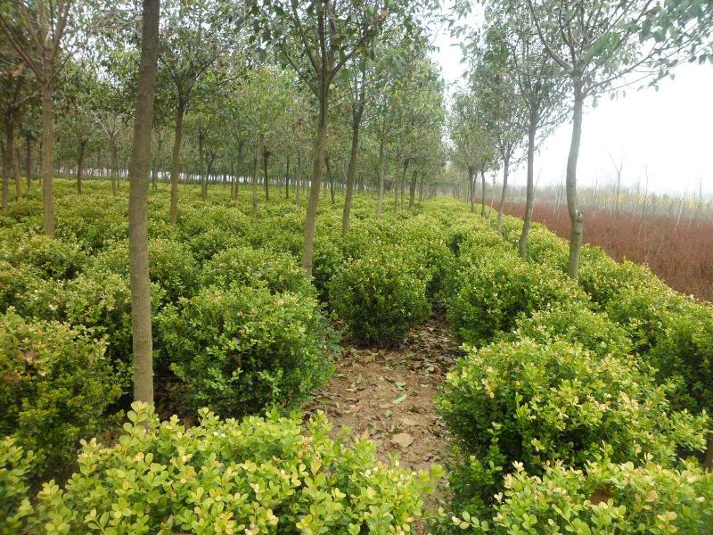 好雨知时节-京津沪头条 作者:刘庆东(图4)