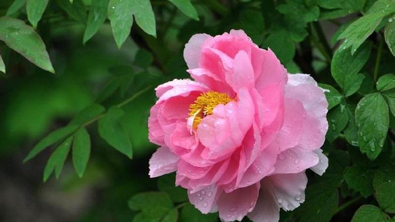 中英文版专刊‖七律‖咏牡丹四首-京津沪头条(Beijing, Tianjin and Shanghai headlines)文/书香(图8)