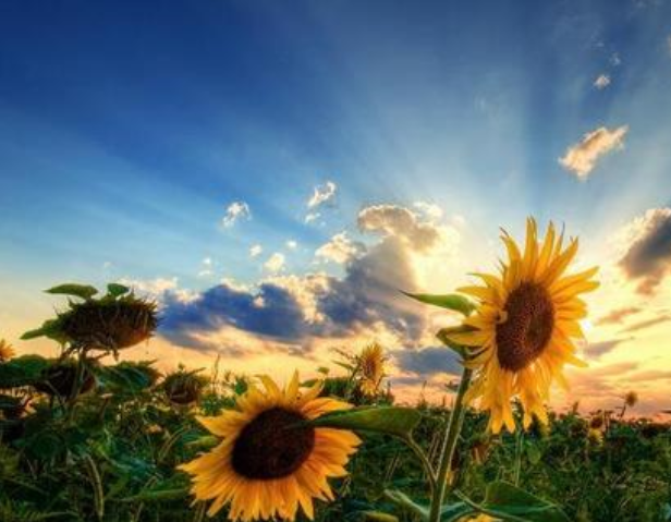 2102034cb8c730e6fa184c2eabd55a2.png