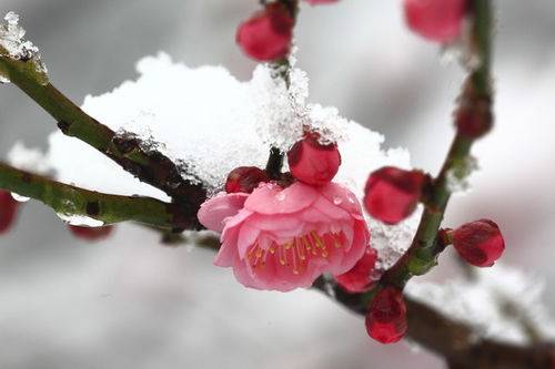 喝火令·雪梅冬忆 文/蓝仁德