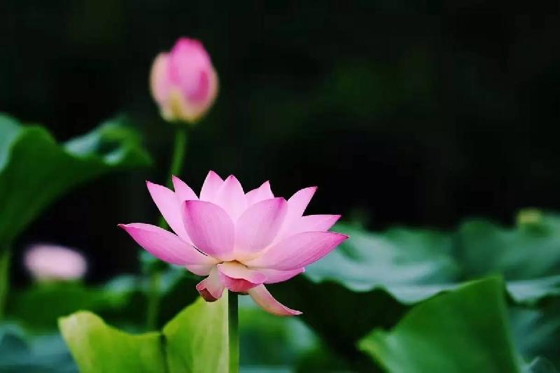 《想到就说》夏至,日光长至:文/何俊锋(陕西西安)(图4)