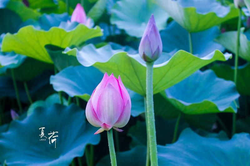 邱建铭〔广东〕夏日诗词专辑 【冰心文化传媒】(图16)