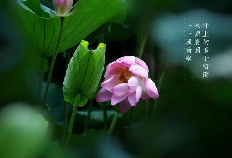梦行云•夏游(外四首) 文/冯世荣〔陕西〕【冰心文化传媒】(图7)