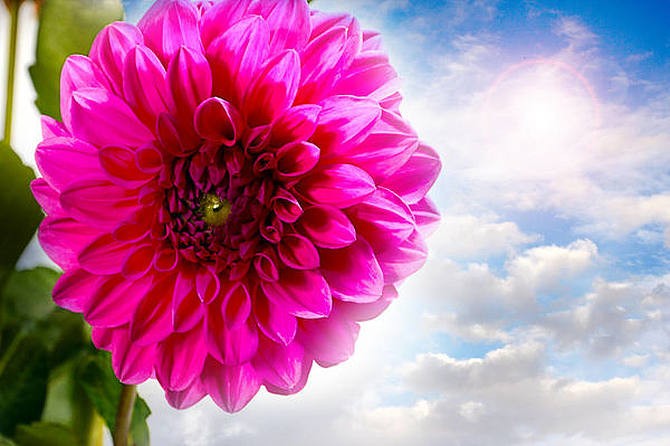 【潇湘文学社】潇湘陶菊诗社《夏花》(图9)