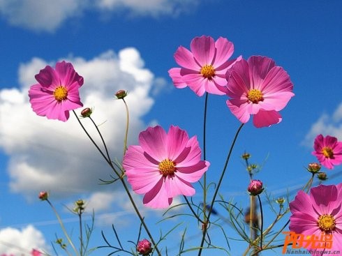 【潇湘文学社】潇湘陶菊诗社《夏花》(图16)