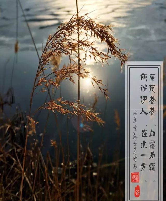 白露，我要踏碎//趙寅辰（图2）