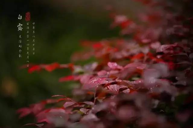 白露，我要踏碎//趙寅辰