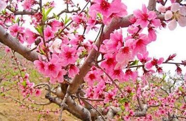 桃花开（图5）