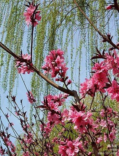 【张桂华佳作】七律：阳春三月（10首）文/张桂华（江西）（图6）