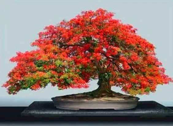身边依旧是原配,作者小花