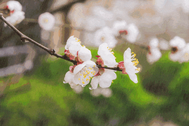 【神都诗社】第05期《春雨》(图15)