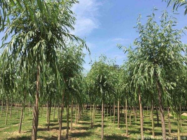 【潇湘文学社】潇湘如兰诗社《柳》(总291期)(图32)