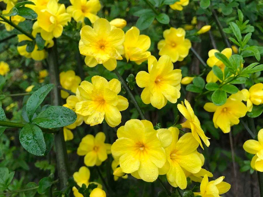【潇湘文学社】潇湘陶菊诗社《迎春花/紫燕》(总292期)(图7)