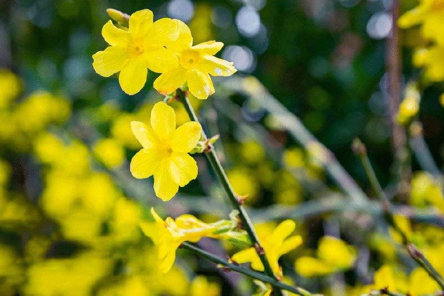 【潇湘文学社】潇湘陶菊诗社《迎春花/紫燕》(总292期)(图23)